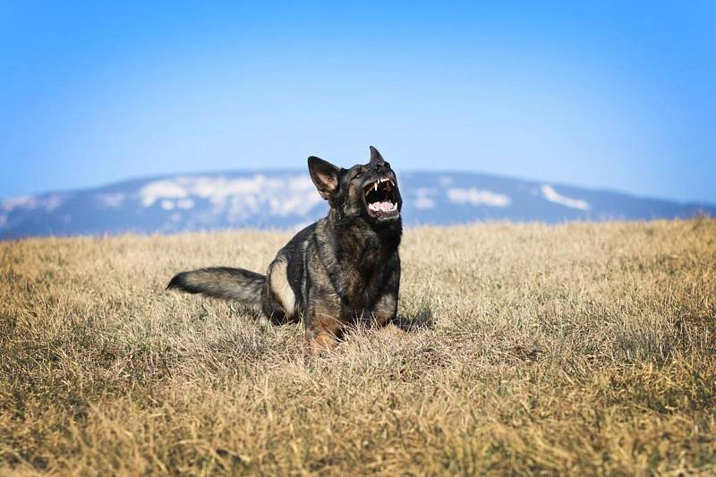 Policejní fenka Casiopea.