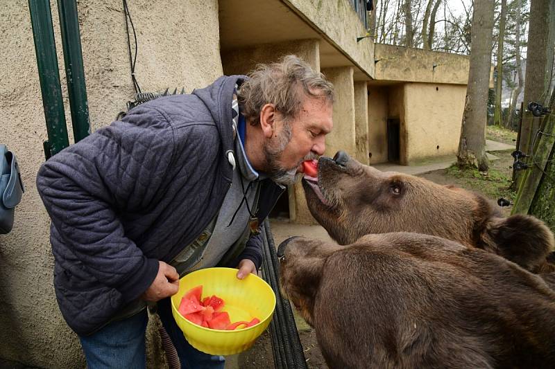 Z oslavy dvacátých narozenin medvědů Kuby a Matěje v areálu medvědária na Městské hoře v Berouně.