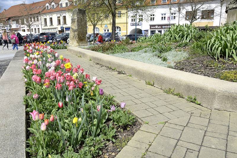 Barevná paleta tulipánů u Pomníku padlým na Husově náměstí v Berouně.