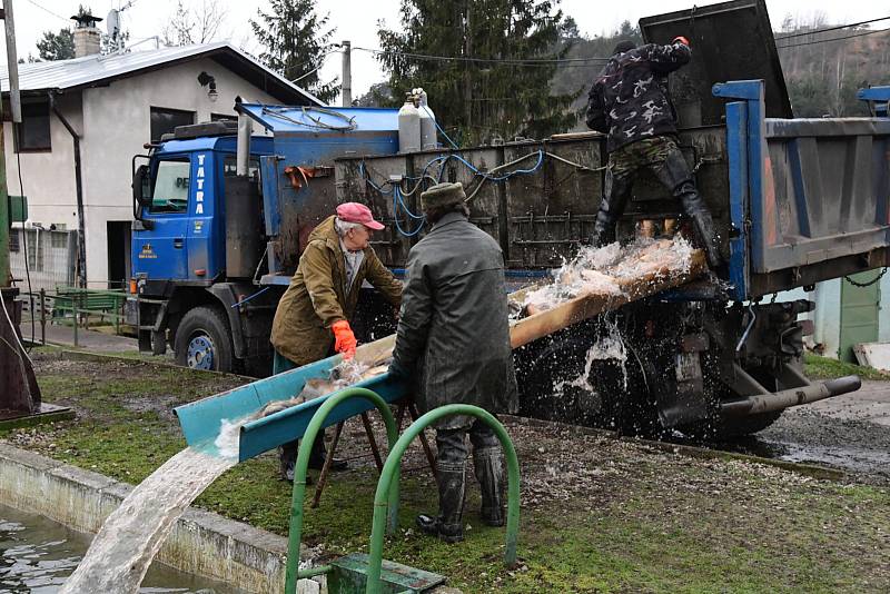 Z přípravy sádek v králodvorských Popovicích na vánoční prodej ryb.