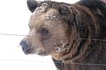 Berounští medvědi Vojta, Kuba a Matěj slavili desáté narozeniny