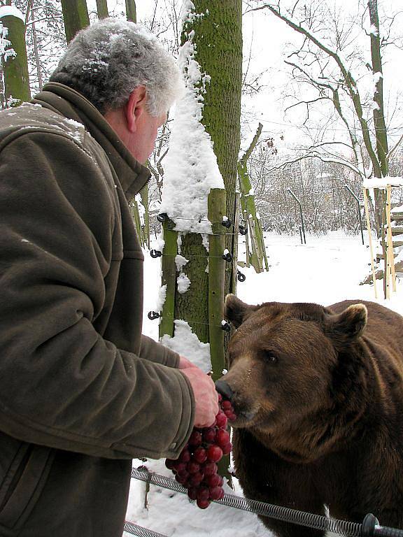 Berounští medvědi Vojta, Kuba a Matěj slavili desáté narozeniny