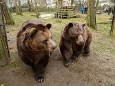 Z oslavy dvacátých narozenin medvědů Kuby a Matěje v areálu medvědária na Městské hoře v Berouně.