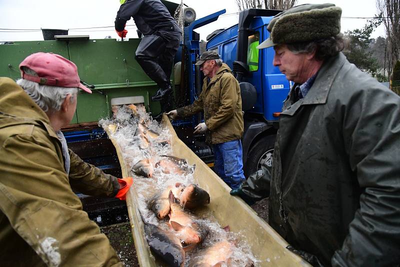 Z přípravy sádek v králodvorských Popovicích na vánoční prodej ryb.