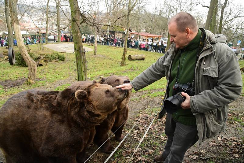 Z oslavy dvacátých narozenin medvědů Kuby a Matěje v areálu medvědária na Městské hoře v Berouně.