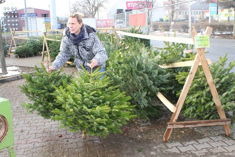 Lidé kupují hlavně vysoké stromky.