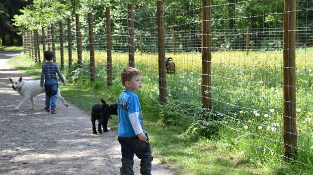 Bývalý výběh pro muflony v lesoparku Litavka se změní na psí park.