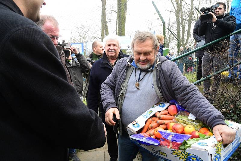 Z oslavy dvacátých narozenin medvědů Kuby a Matěje v areálu medvědária na Městské hoře v Berouně.