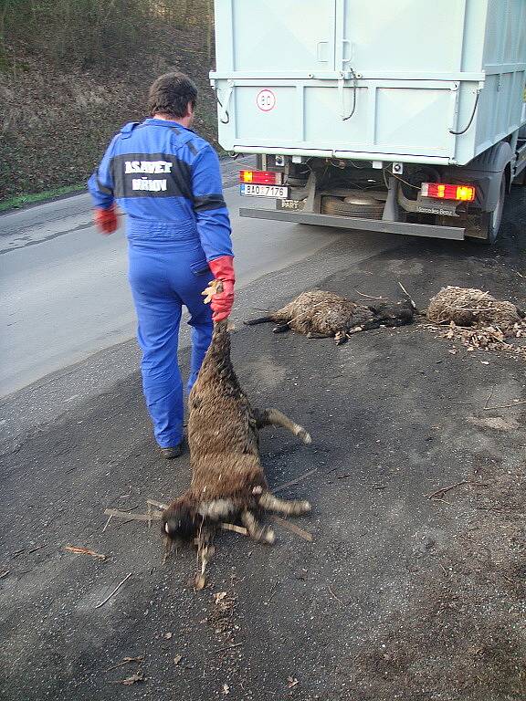 Neznámý pachatel vyhodil na černou skládku uhynulá zvířata