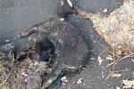 Neznámý pachatel vyhodil na černou skládku uhynulá zvířata
