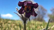 Koniklec luční český (Pulsatilla pratensis subsp. bohemica).