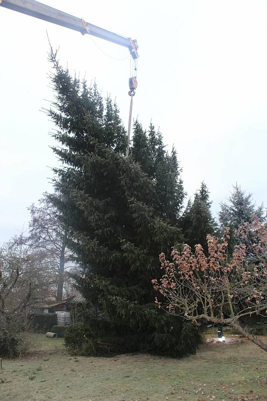 Kácení stromu v Blatné, jeho přeprava do Strakonic a umístění na Velkém náměstí.