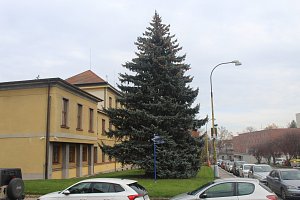 Strakonický vánoční strom stojí u budovy okresního soudu.