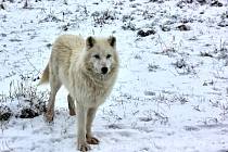 Vlk arktický z táborské zoo.
