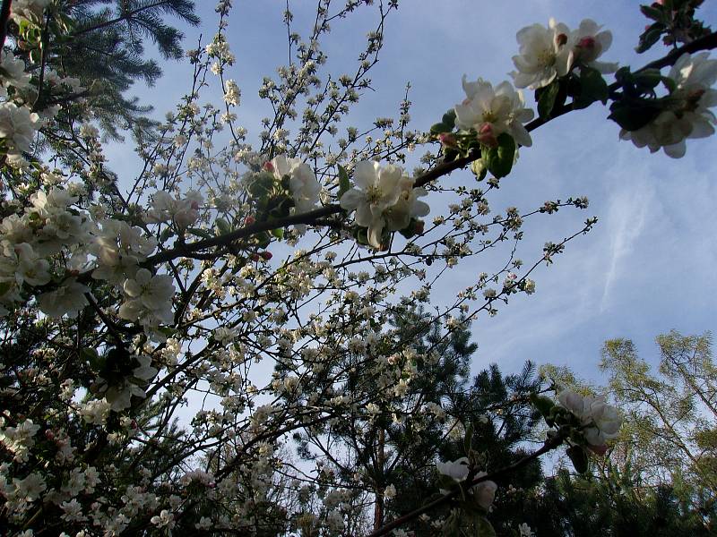 Je jedno krátké období v roce, kdy se příroda kolem nás okrášlí jako nevěsta na svatbu a všechny stromy se obalí do sněhobílého, případně lehce narůžovělého hávu a je to právě teď, v květnu, když začínají kvést stromy.