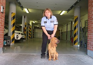 Policistka Eva Ulmová se svou fenkou plemene bloodhound.