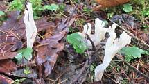 Vášnivý houbaři si přijdou v lese na své i na podzim.