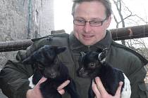 V současné době je v ohradě pod hradem dvanáct zvířat. Druhé mládě zakrslé holandské kozy (vpravo) se narodilo v pondělí 4. února.