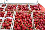 Do Bavorova míří každoročně v červnu zájemci o čerstvé české jahody.