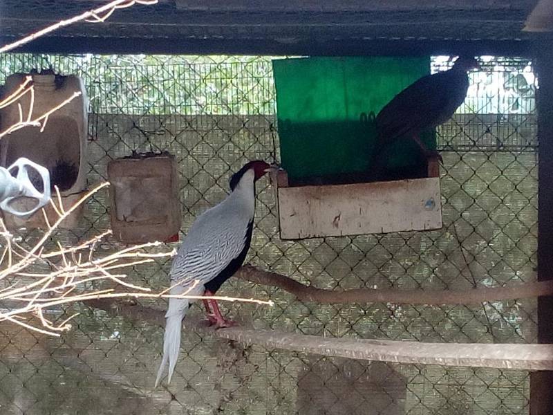 V Jemnicích žijí manželé Šindelářovi, kteří na svém pozemku mají malou zoo po jihočesku.