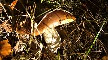 Rostou podzimní houby.
