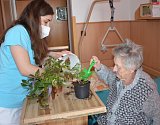 V rámci zahradní terapie má Domov pro seniory v Centru sociální pomoci Vodňany rozsáhlé možnosti, jak uspokojit touhu po zahradničení.
