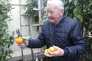 Pěstitel citrusů Miroslav Kočí ve svém království.