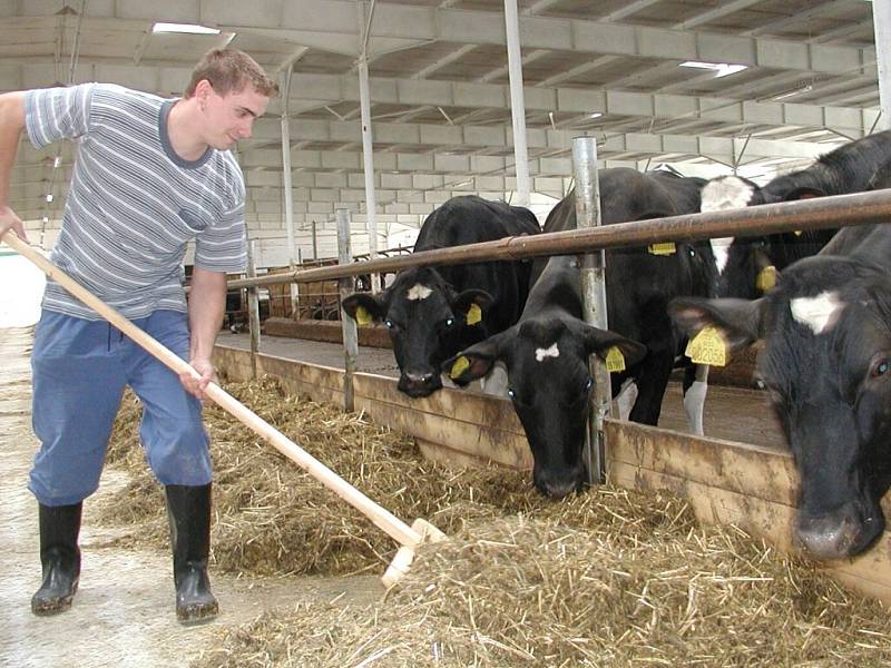 Zootechnik Jan Zobal přihrnuje krmení