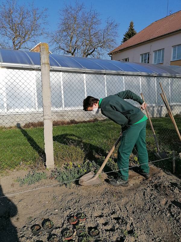 Díky zlepšující se epidemiologické situaci se alespoň část žáků učilišť mohla vrátit do odborného výcviku. Nejinak je tomu i ve Vodňanech.