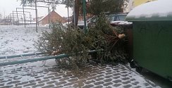Vánoční stromky odložené na stanovištích odpadových nádob budou jako každoročně sváženy technickými službami v průběhu ledna a až do poloviny února.