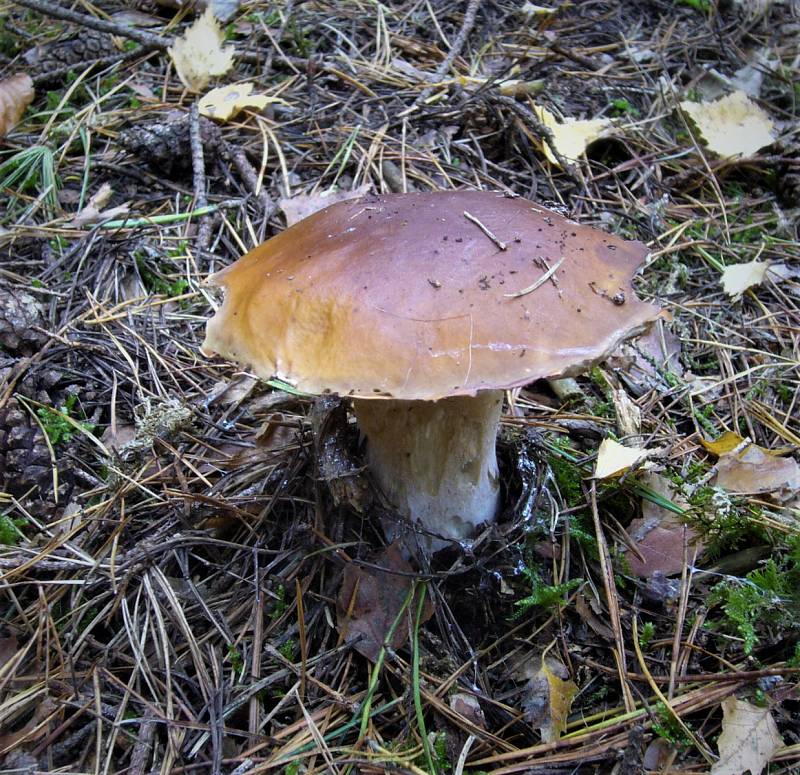 Podzimní houby.