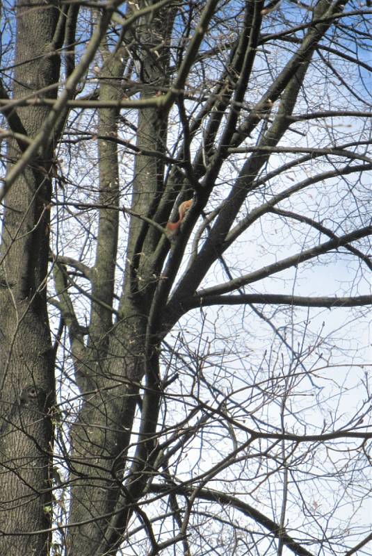 Jan Malířský se na svých cestách vydal i do Horažďovic, aby navštívil anglický park Ostrov.