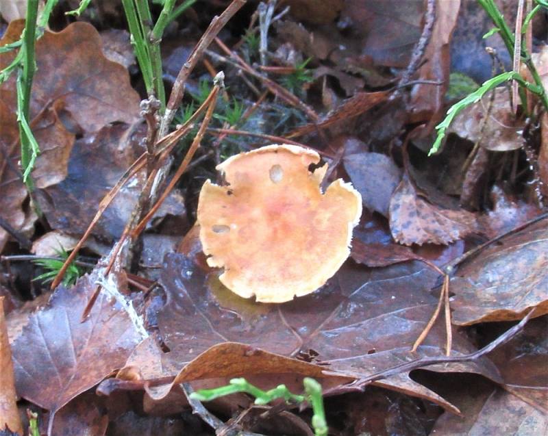 Vášnivý houbaři si přijdou v lese na své i na podzim.
