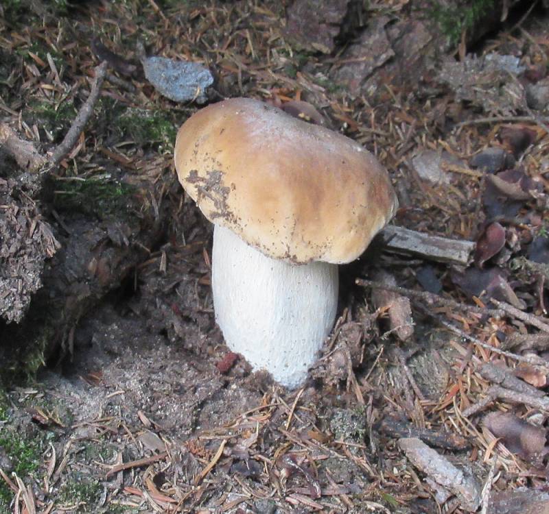Přehlídku hub, které teď v lesích můžeme najít, zaslal do redakce Jan Malířský.