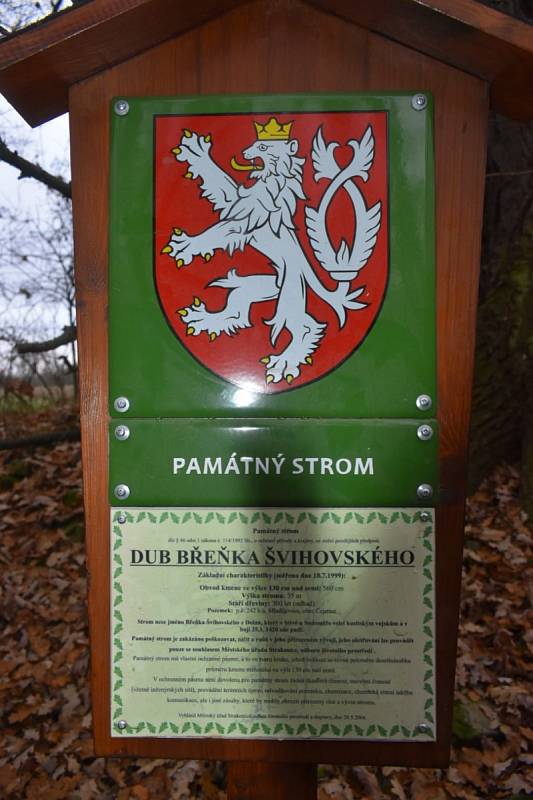 Procházka k památným stromům Mladějovic.