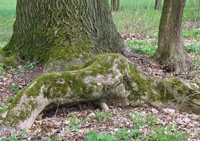 Jan Malířský se na svých cestách vydal i do Horažďovic, aby navštívil anglický park Ostrov.