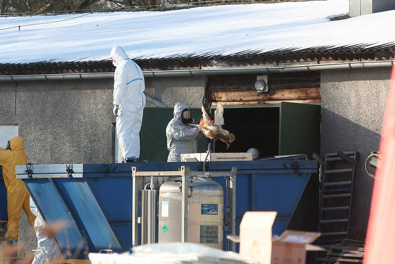 Uzavřený chov kachen společnosti Blatenská ryba museli  zlikvidovat hasiči a veterináři.