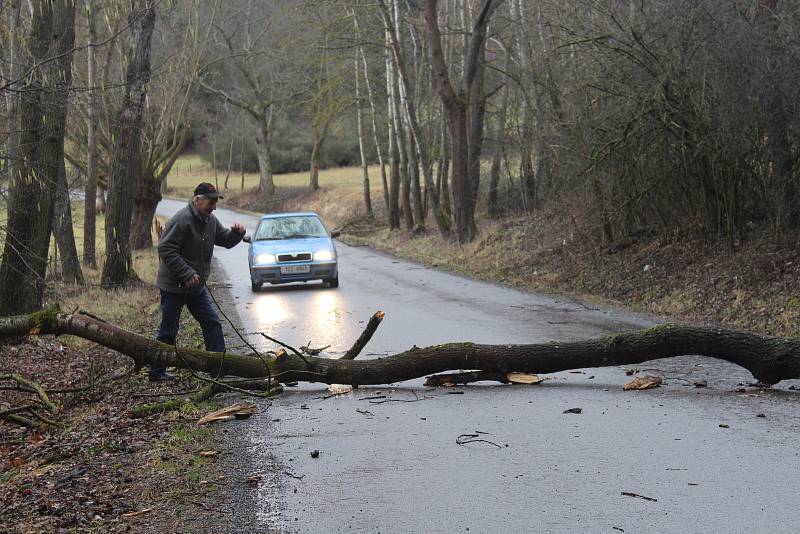 Padlé stromy u Drachkova na Strakonicku.