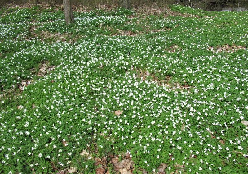 Jan Malířský se na svých cestách vydal i do Horažďovic, aby navštívil anglický park Ostrov.