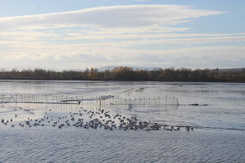 Loňská sanace rybníka Dřemliny kvůli nákaze, pomohla k letošním rekordním výnosům