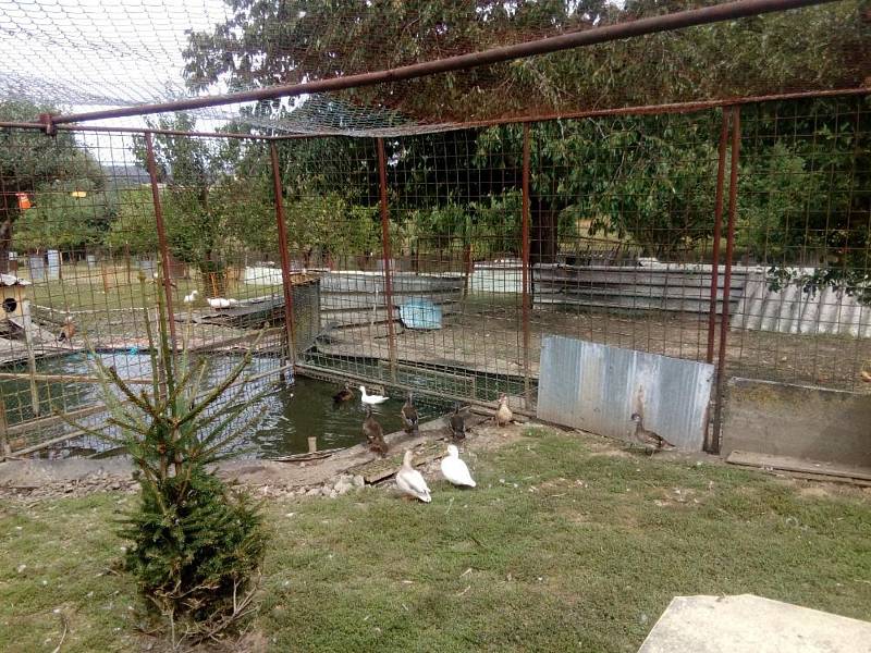 V Jemnicích žijí manželé Šindelářovi, kteří na svém pozemku mají malou zoo po jihočesku.