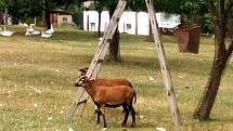 V Jemnicích žijí manželé Šindelářovi, kteří na svém pozemku mají malou zoo po jihočesku.