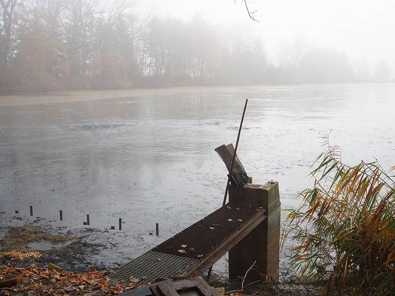 Podzimní výlovy pokračují výlovem Podveského rybníka 15. listopadu.
