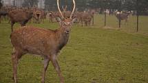 OBRAZE: V oboře u svého statku v Lidmovicích chová Václav Šoul největší stádo jelenů sika Dybowského.