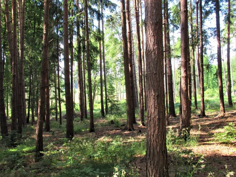 Jan Malířský se vyšel do lesů podívat, jak je to s houbami.