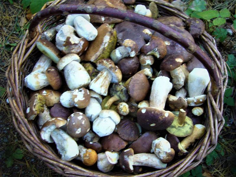 Rostou podzimní houby.