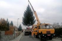 Kácení a příprava na transport vánočního stromu pro Strakonice v Blatné.