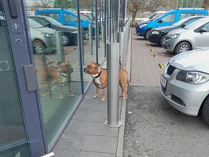 Na určených místech veřejných prostranství je povinen držitel vést psa na vodítku. Foto: Město Strakonice