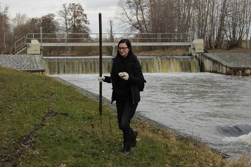 Vodňany – Studenti oktávy gymnázia se rozhodli udělat něco pro přírodu ve svém okolí a v neděli 3. března ráno se sešli u Železné lávky přes řeku Blanici.