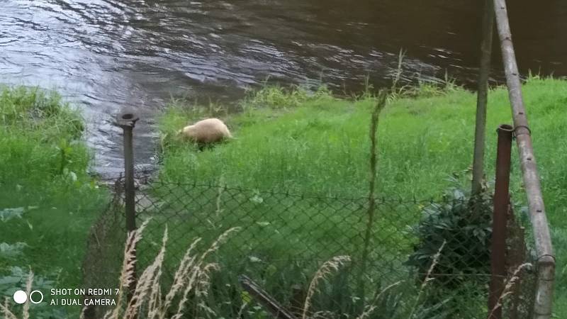 Nutrie v Dražejově.